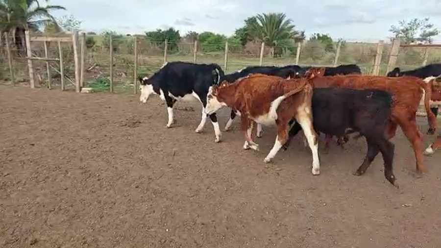 Lote 8 Terneras Angus y hereford