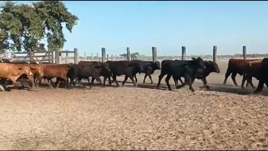 Lote 70 Terneros en San Luis del Palmar, Corrientes