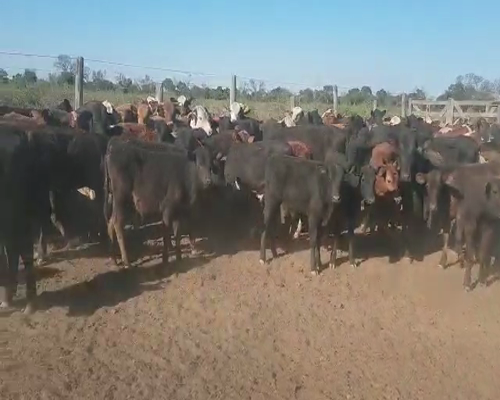 Lote 130 Terneros/as en Tintina, Santiago del Estero