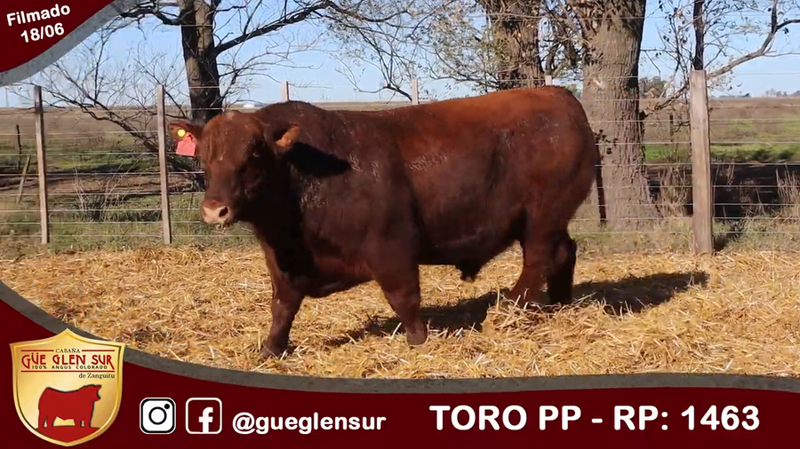 Lote Toro PP