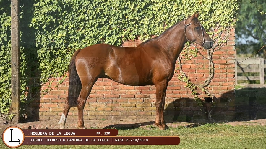 Lote Hoguera de la Legua