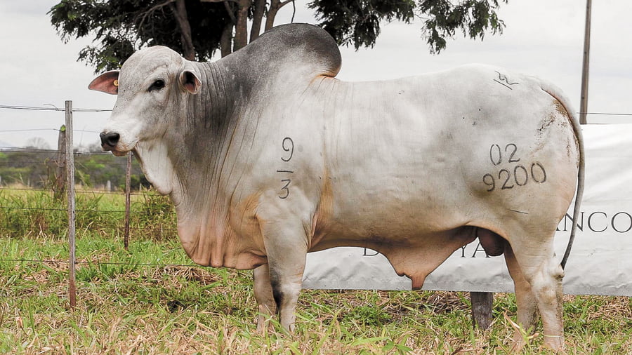 Lote LOTE 17