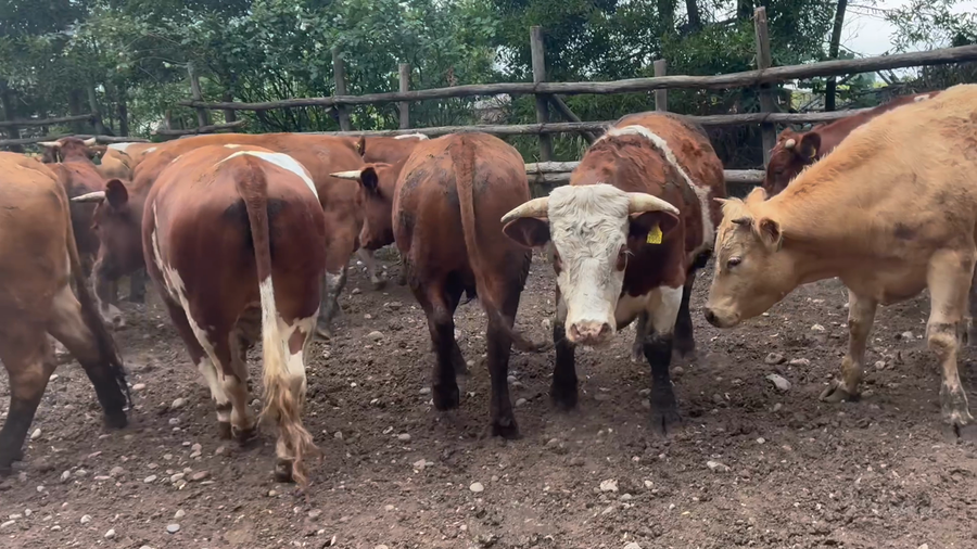 Lote 35 Novillo Gordo en Maule, VII  Región Maule