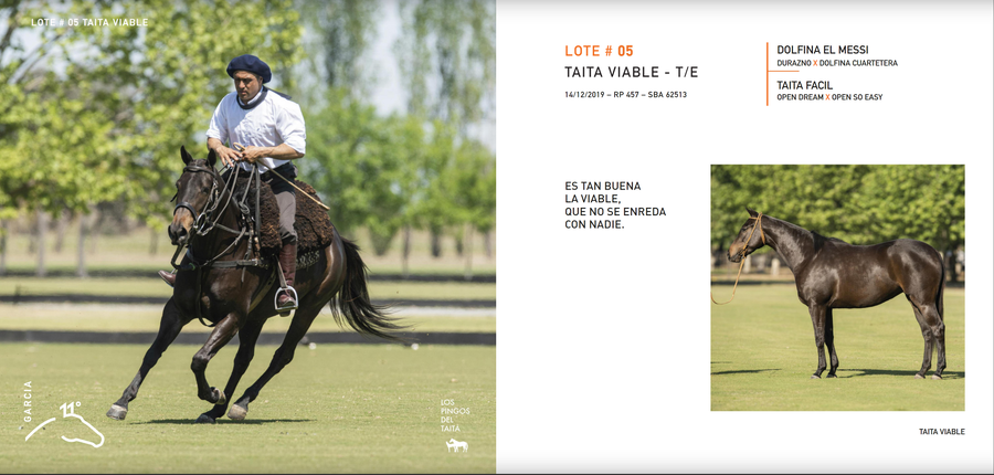 Lote TAITA VIABLE - T/E (DOLFINA EL MESSI - TAITA FACIL)