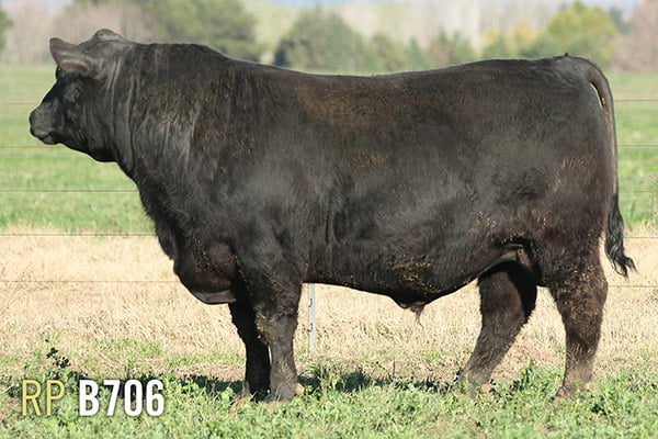 Lote 3 TOROS PUROS DE PEDIGREE