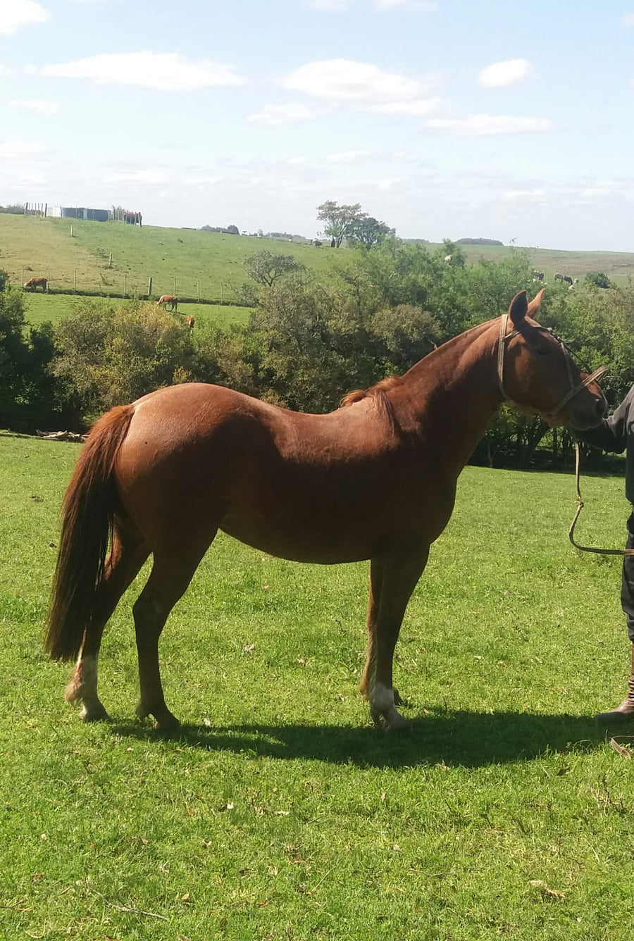 Lote Cabaña "Don Tito" - RP 203 - Uvita Arachán