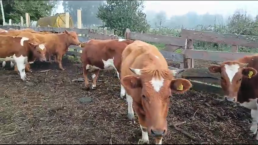 Lote 18 Vaquilla Engorda en Mariquina, XIV Región Los Ríos