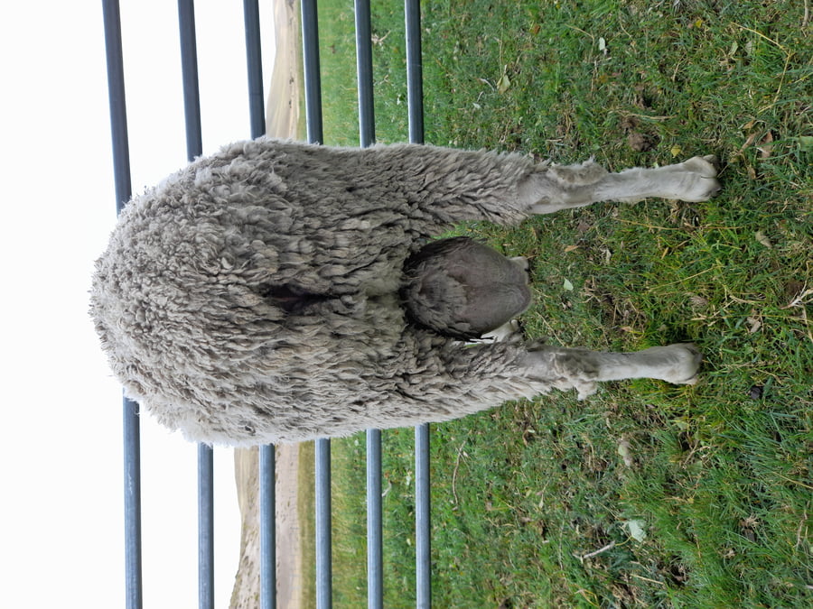 Lote Carnero TOP A, 18-0089