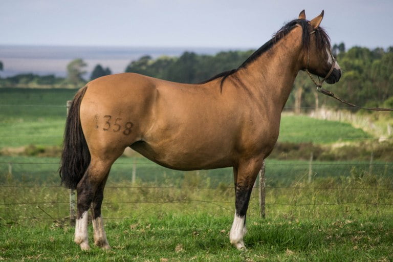 Lote CONSTANCIA NUTRIA 1358