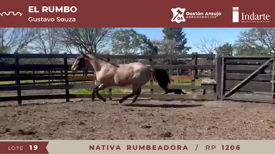 Lote NATIVA RUMBEADORA