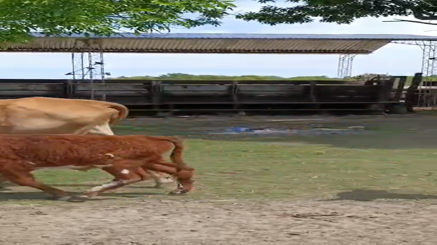 Lote 30 Vacas nuevas C/ cria