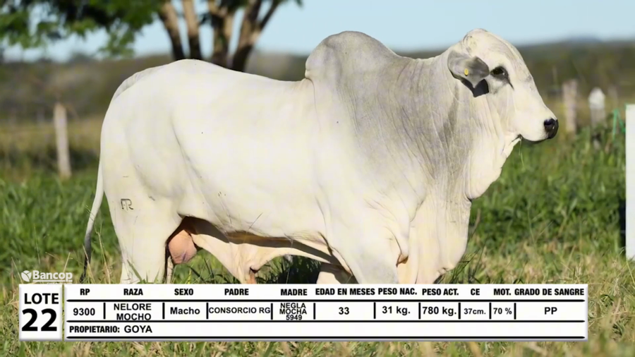 Lote Lote 22