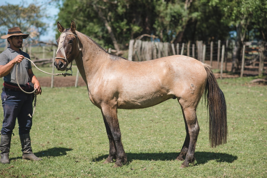 Lote ROQUERO MOJÓN.