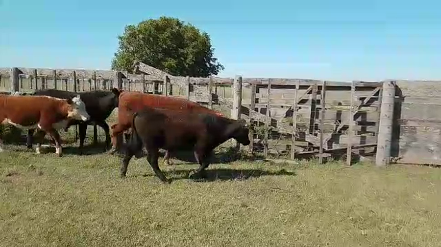 Lote 18 Novillitos y vaquillonas Braford en Cayastacito, Santa Fe