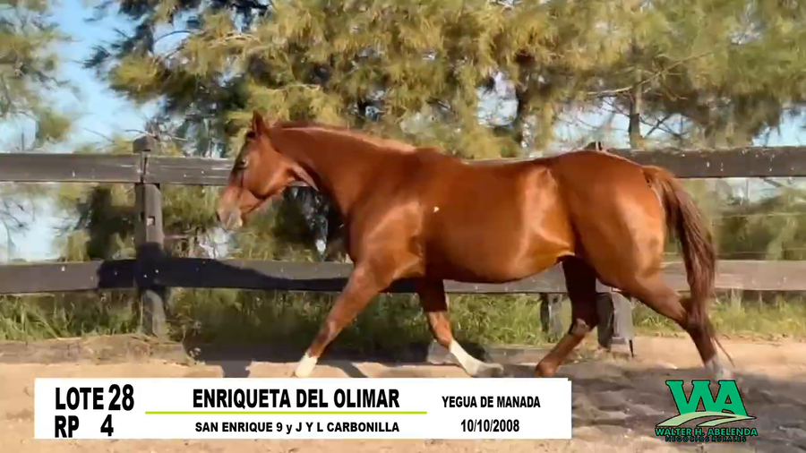 Lote ENRIQUETA DEL OLIMAR