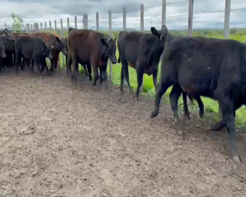 Lote 50 Terneros en Soriano, Chacras de Dolores