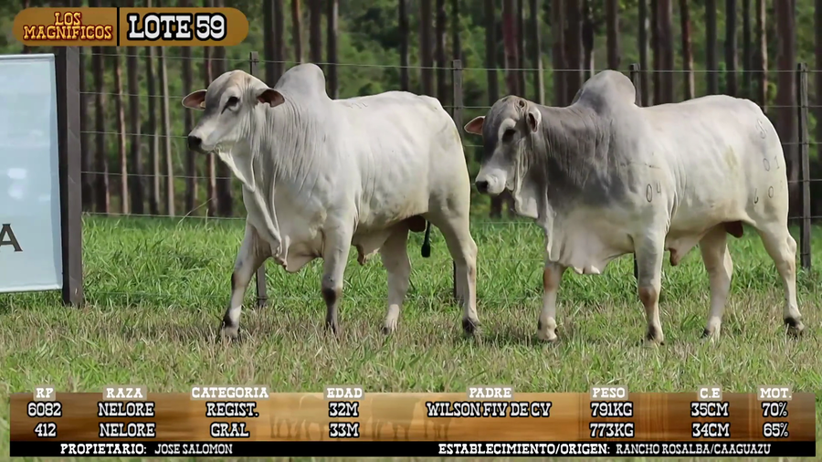 Lote LOTE 59