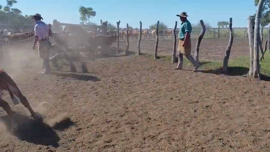 Lote 120 Terneros en Corrientes, Curuzú-Cuatiá