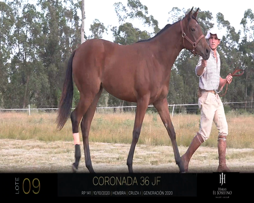Lote CORONADA 36 JF