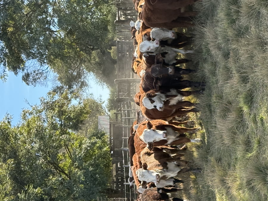 Lote 70 Terneros/as en Corrientes, Mercedes