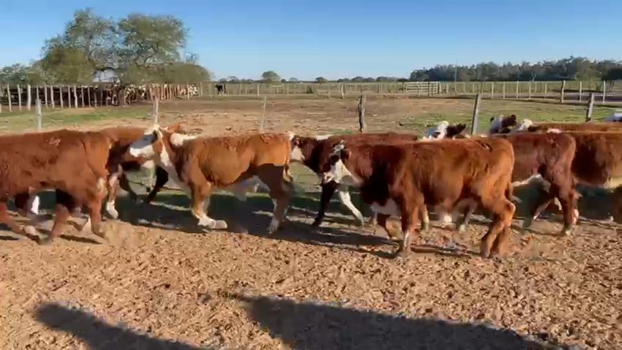 Lote 120 Terneros/as