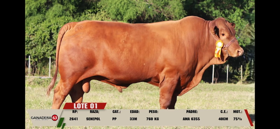 Lote LOTE 1