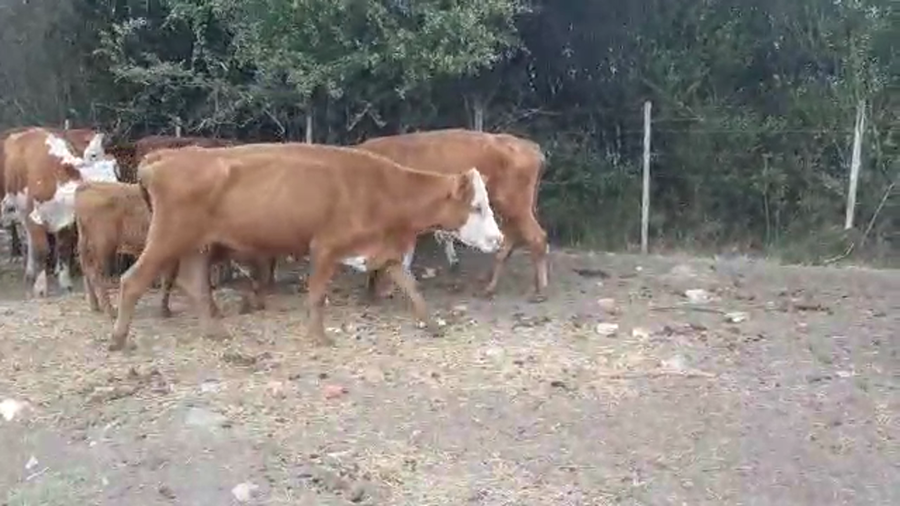 Lote 32 Piezas de cría Hereford y Cruza a remate en Pantalla Camy - Liquidación de Estancia en Ruta 23 Km 122