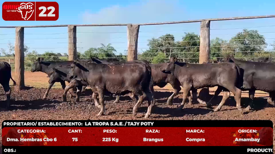 Lote LOTE 22 - POR PANTALLA
