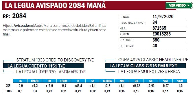 Lote TOROS ANGUS PURO DE PEDIGREE