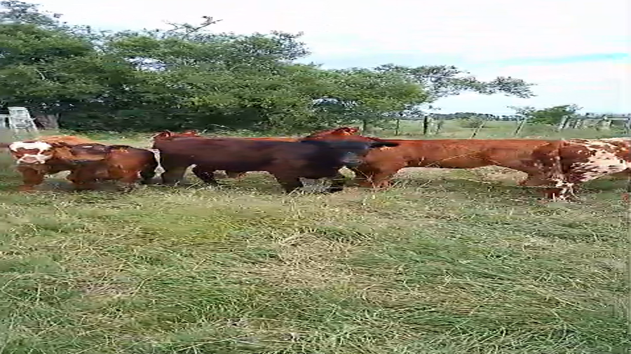 Lote 7 Terneros y Terneras a remate en Pantalla Camy, San José