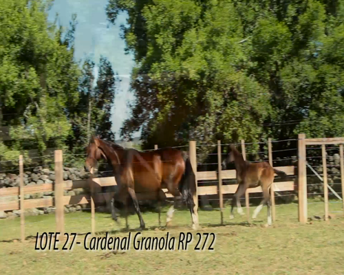 Lote CARDENAL GRANOLA