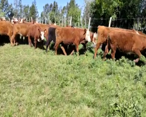 Lote 60 Terneras en Paysandú, Puntas de Arroyo Negro