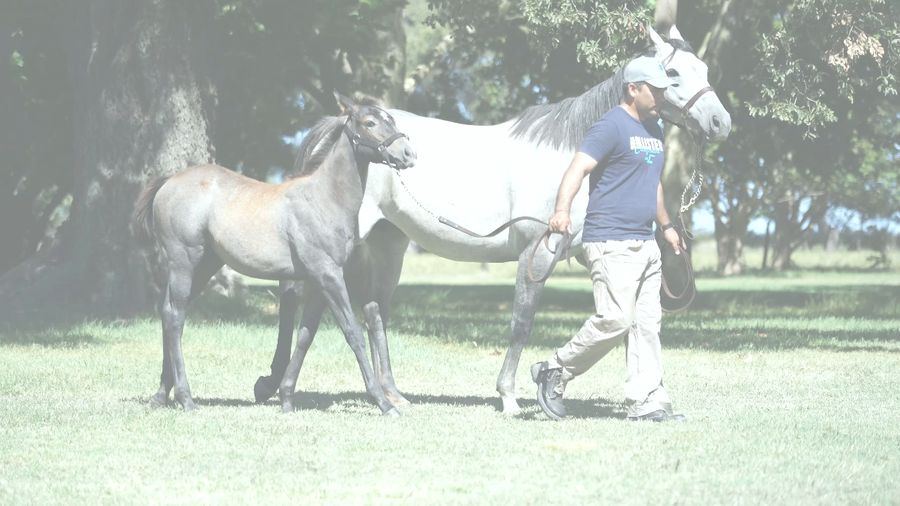 Lote EMPALAGOSA SONG (ALCINDOR -  GARRAPIÑADA) preñez por  GIDU  y  C/Cria de FULL MAST