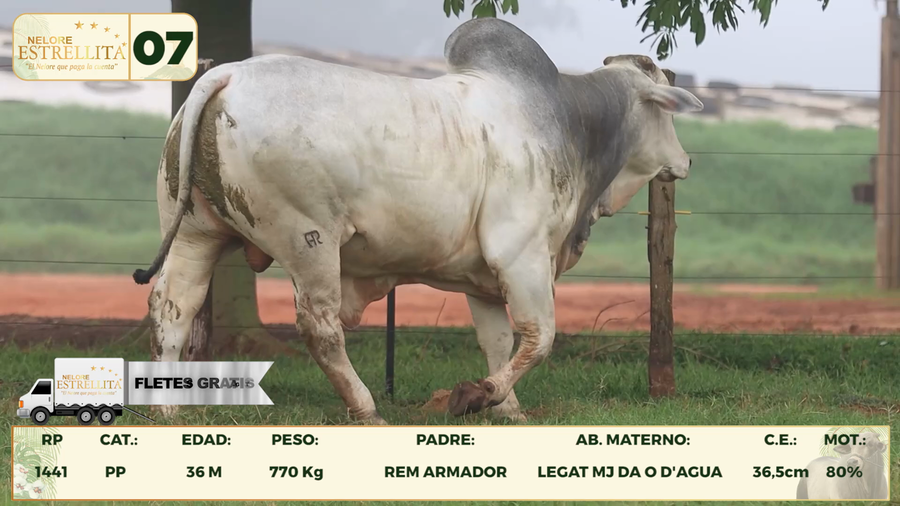 Lote LOTE 7