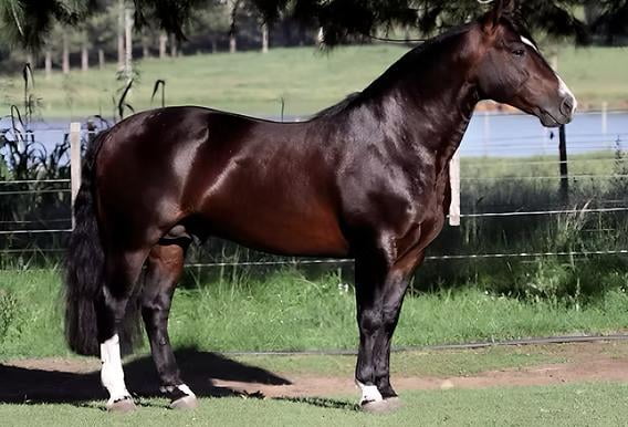 Lote AS MALKE SEDUCTOR (Servicio)