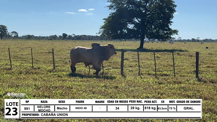 Lote Lote 23
