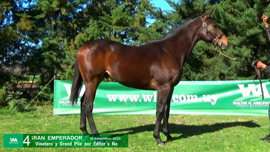 Lote GRAN EMPERADOR