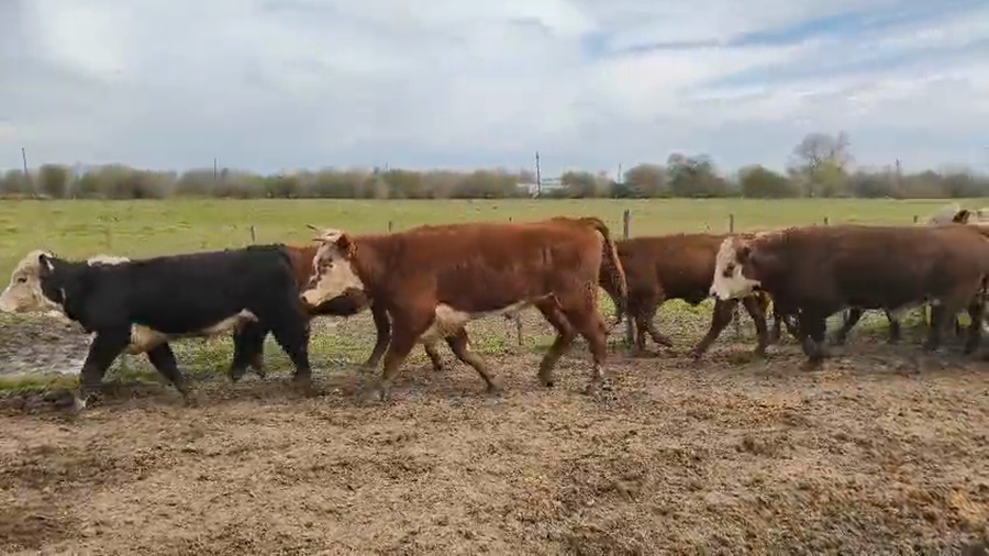 Lote 60 Novillitos en Entre Ríos, Gualeguay