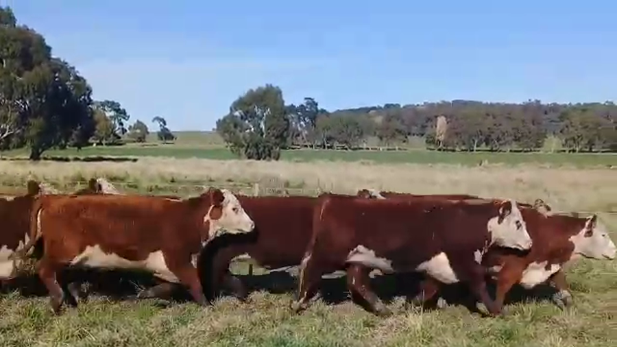 Lote Sto. Domingo Vaquillonas PR - Preñadas parición primavera 2022