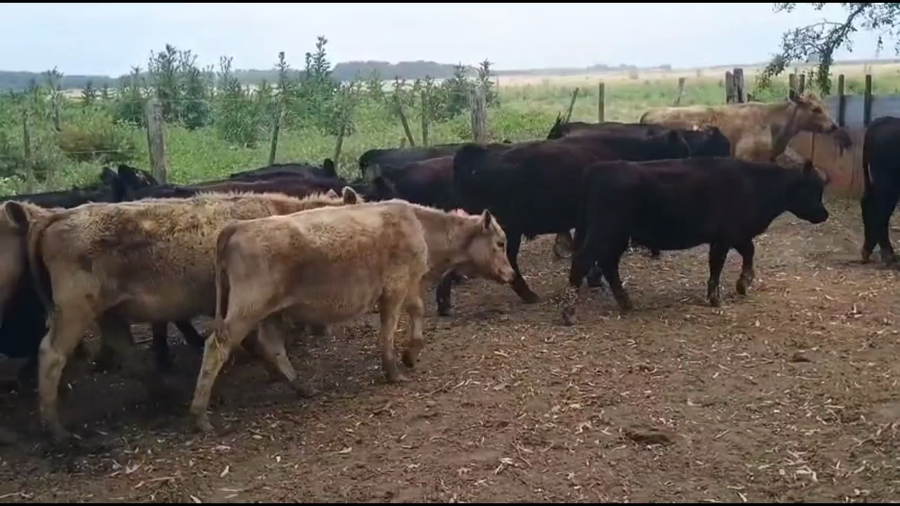 Lote 20 Terneros
