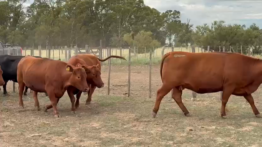 Lote 33 Vacas preñadas en Darregueira