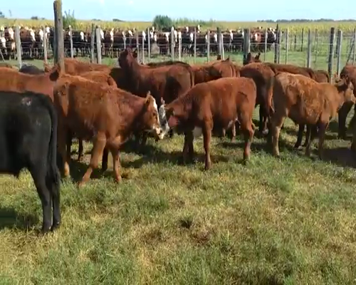 Lote 60 Terneros en Chacabuco, Buenos Aires
