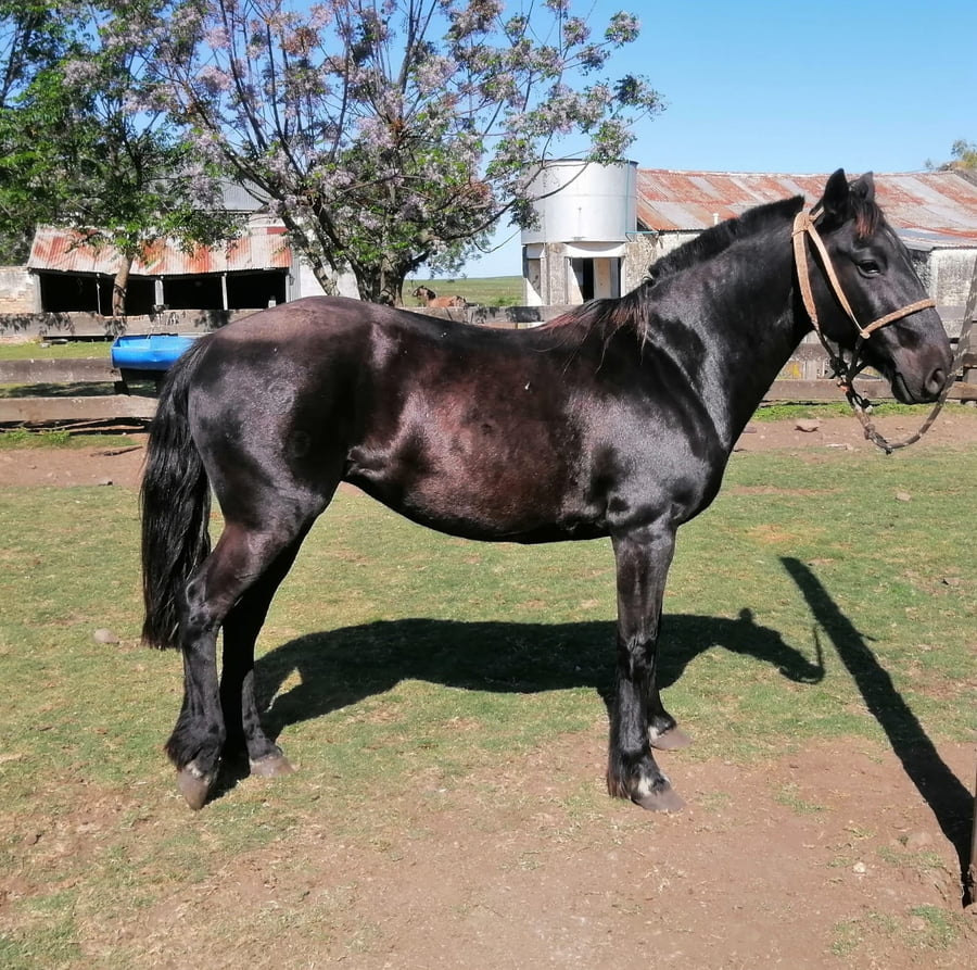 Lote CORRALERA 740