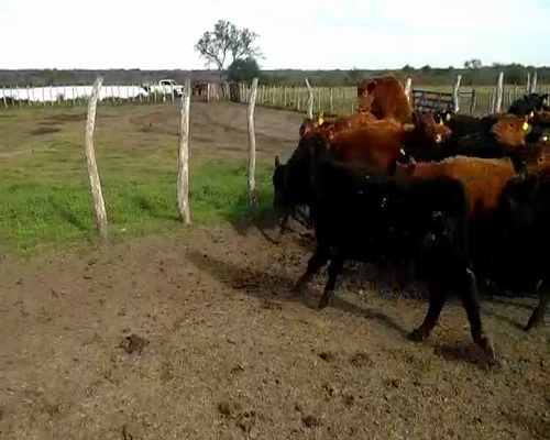 Lote 46 Terneros/as en Santa Elena, Entre Ríos
