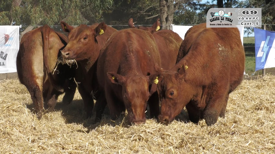 Lote VAQUILLONAS GENERALES PARICION PRIMAVERA