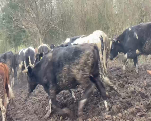 Lote 45 Novillo Gordo en Río Bueno, XIV Región Los Ríos