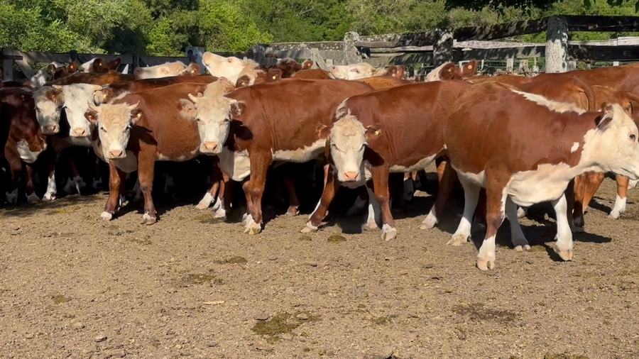 Lote 42 Vaquillonas en Entre Ríos, San Jaime