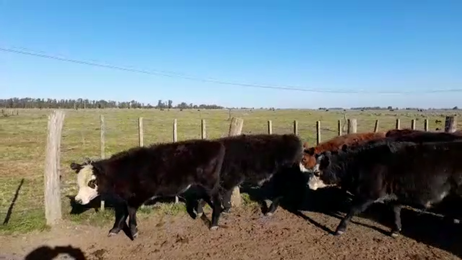 Lote 31 Terneros/as en Brandsen, Buenos Aires