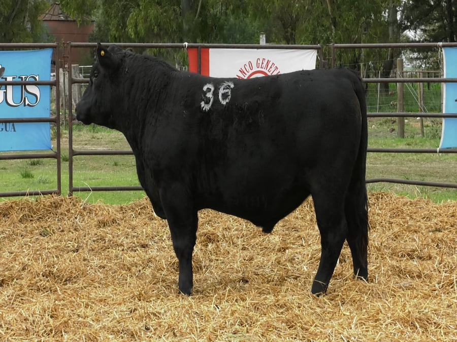 Lote TOROS ANGUS NEGROS PC