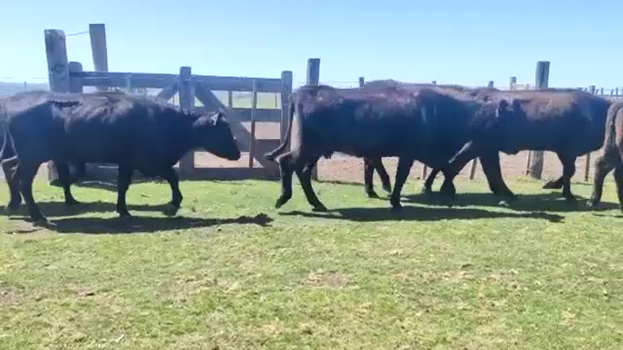 Lote (Vendido)44 Piezas de cría 10 son cruzas careta el resto Angus a remate en Expo Paysandú 320kg -  en Paso del Horno